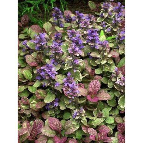 Bugle rampant 'Burgundy Glow' Pot de 2L/3L