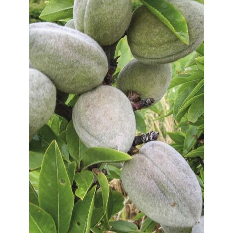 Amandier nain 'Garden Prince' Pot de 6L/7L, Nain, Tige de 40 cm