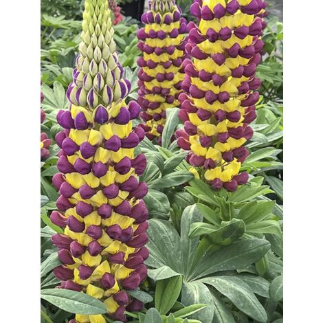 Lupin 'West Country Manhattan Lights' Godet de 8/9 cm