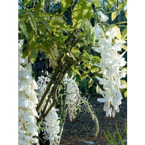 Glycine de Chine 'Alba' Pot de 2L/3L, Plant greffé de + de 18 mois