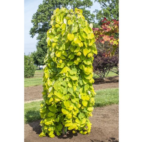 Gainier du Canada 'Golden Falls' Pot de 4L/5L, Baliveau (1/2)