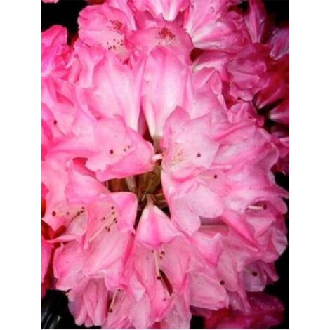 Rhododendron yakushimanum 'Sneezy' Pot de 2L/3L (1/3)