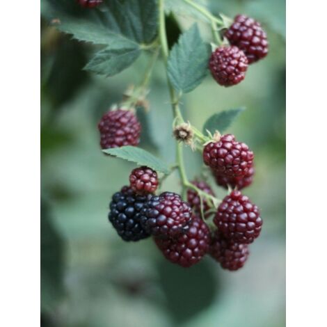 Framboisier 'Glen Coe' Pot de 2L/3L (1/3)