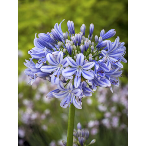 Agapanthe 'Full Moon' Pot de 2L/3L