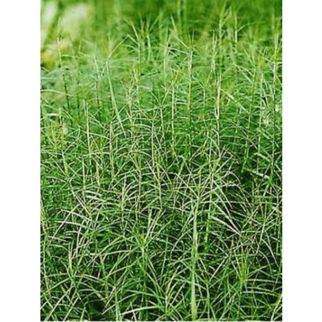 Laîche palmée 'Little Midge' Pot de 3L/4L