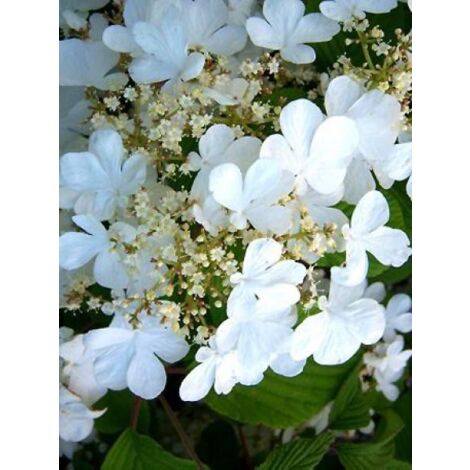 Viorne de Chine 'Lanarth' Pot de 2L/3L (1/3)
