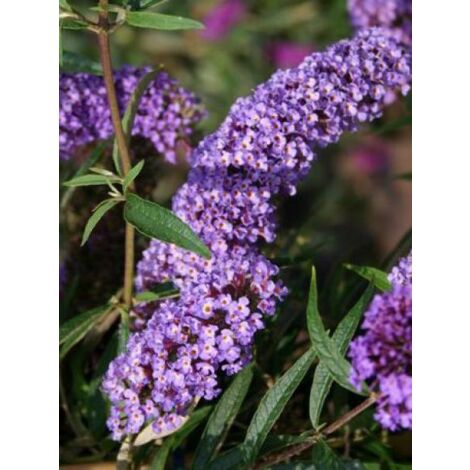 Arbre aux papillons 'Nanho Blue' Pot de 3L/4L