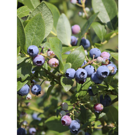 Myrtille d'Amérique 'Hortblue Poppins' Pot de 1,5L/2L, Buisson