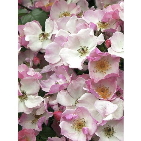 Rosier 'Rosy Cushion' Pot de 4L/5L (1/4)