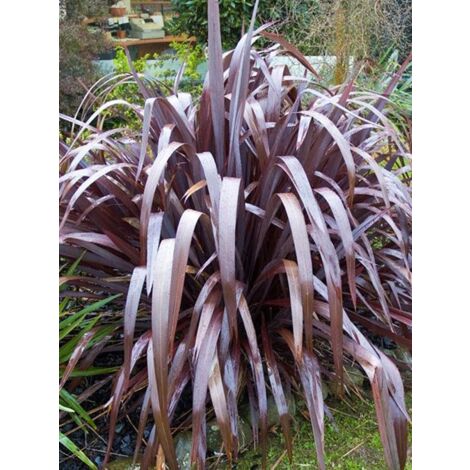 Lin de Nouvelle-Zélande 'Dark Delight' Pot de 4L/5L (1/3)