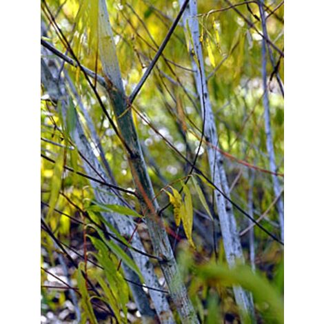 Saule de la Caspienne 'Blue Streak' Pot de 7,5L/10L (1/5)