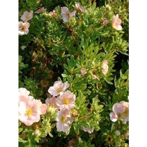 Potentille arbustive 'Lovely Pink'® Pot de 1,5L/2L (1/2)