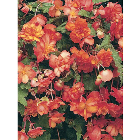 Bégonia 'Midnight Beauty Orange' le sachet de 20 graines
