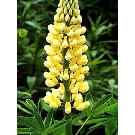 Lupin 'Chandelier' Godet de 7/8 cm
