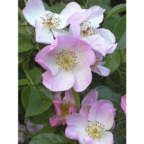 Rosier 'Smarty ' Pot de 4L/5L (1/4)