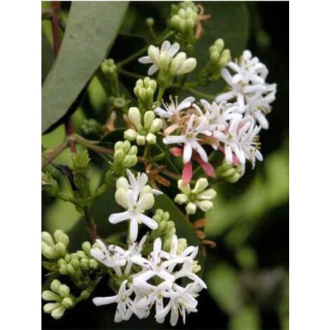 Heptacodium miconioides Pot de 20L/25L (1/5)