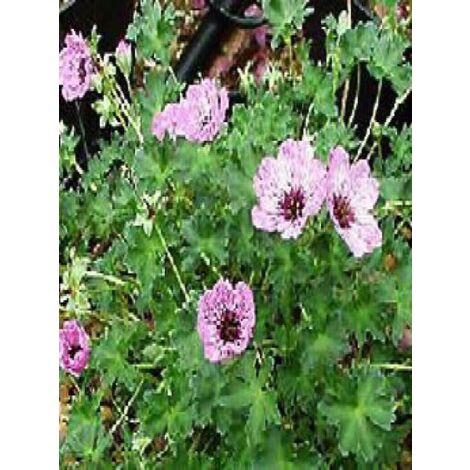 Géranium vivace à feuilles cendrées 'Ballerina' Pot de 2L/3L