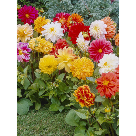 Dahlia variabilis 'Dwarf Mixed' le sachet de 50 graines (0,5g) (1/2)