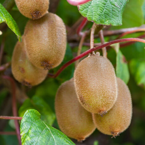Actinidia chinensis 'Boskoop' Pot de 1,5L/2L