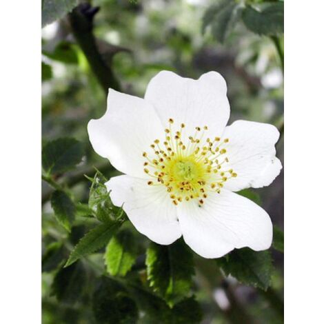 Rosier arvensis Pot de 2L/3L