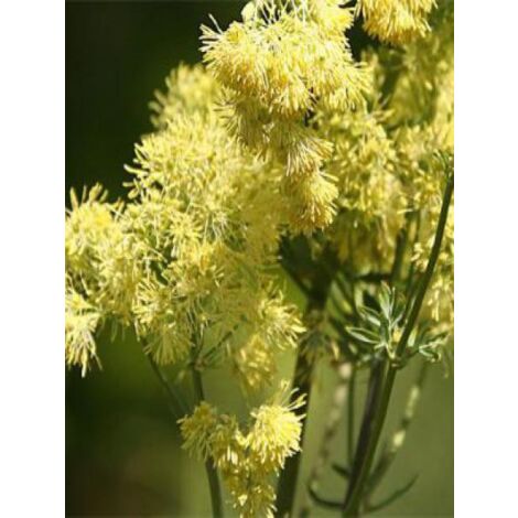 Pigamon jaune 'Glaucum' Godet de 8/9 cm (1/3)