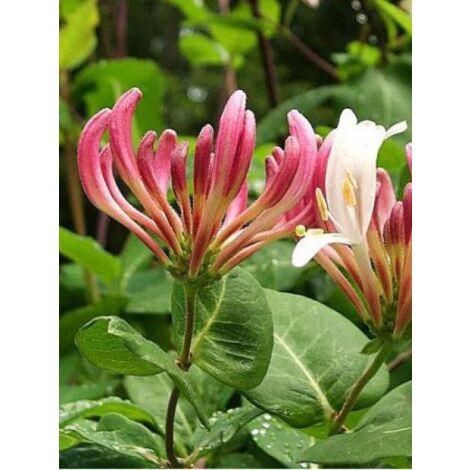 Chèvrefeuille grimpant 'Gold Flame' Pot de 2L/3L