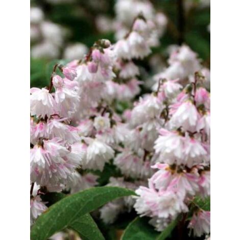 Deutzia scabra 'Pride Of Rochester' Pot de 2L/3L (1/4)