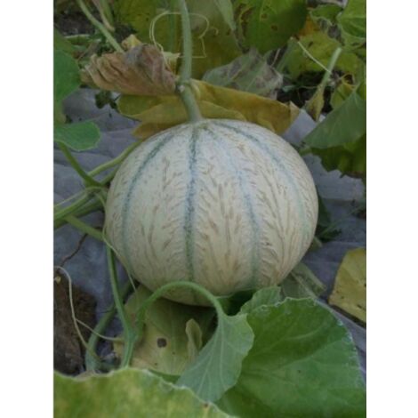Melon 'Stellio' le sachet de 5 8 graines (0,2g) (1/2)