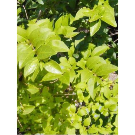 Troène de Californie 'Lemon Lime' Pot de 2L/3L (1/2)