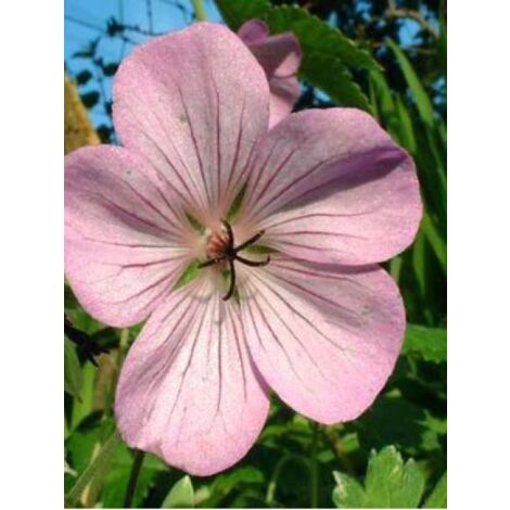 Géranium vivace 'Joy' Godet de 8/9 cm