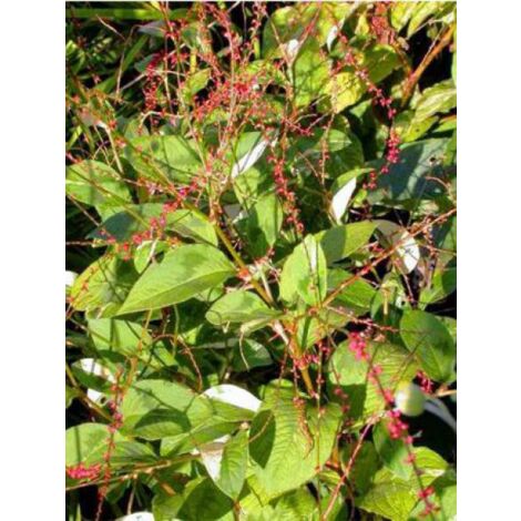 Persicaire, Renouée 'Filiformis' Godet de 8/9 cm (1/3)
