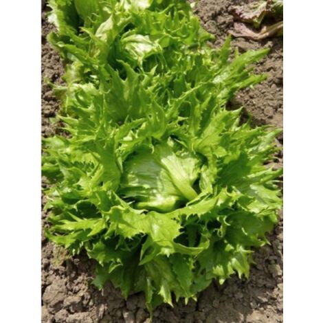 Laitue batavia 'Reine des Glaces' le sachet de 2500 graines (3g) (1/2)