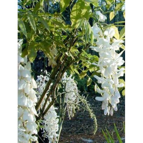 Glycine de Chine 'Alba' Pot de 3L/4L
