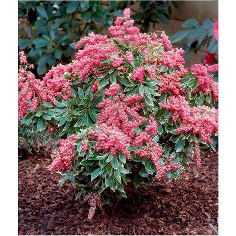 Andromède du Japon 'Passion' Pot de 6L/7L