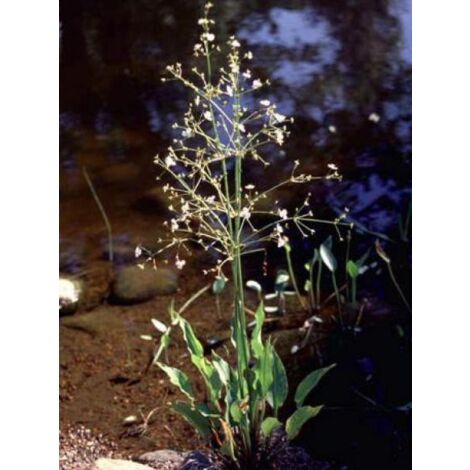Plantain d'eau Godet de 8/9 cm