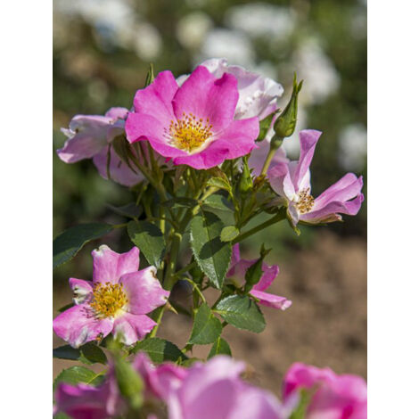 Rosier à massif 'Pink Meissalu' Pot de 2L/3L (1/2)