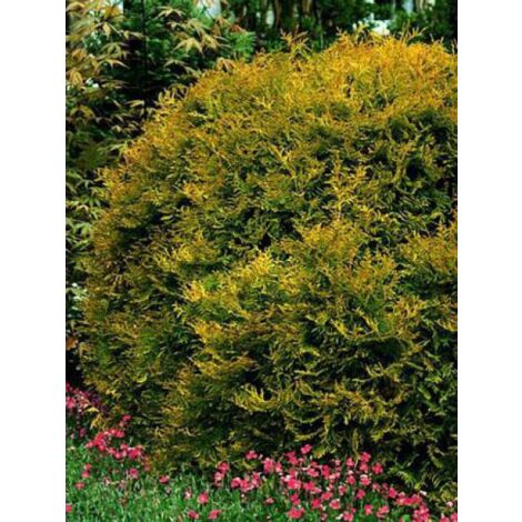 Thuya du Canada 'Rheingold' Godet de 8/9 cm (1/2)