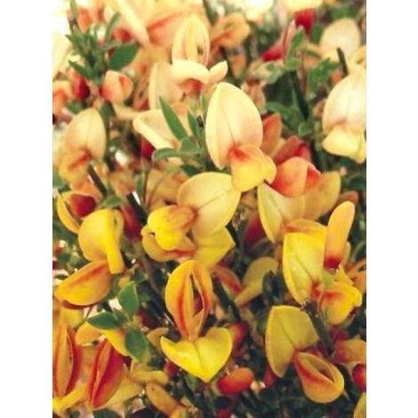 Genêt 'Apricot Gem' Pot de 2L/3L (1/2)