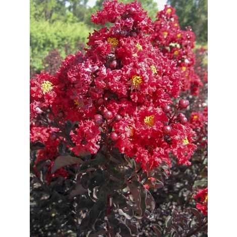 Lilas des Indes 'Black Solitaire Best Red' Pot de 7,5L/10L, Demi-Tige de 40/50 (1/3)