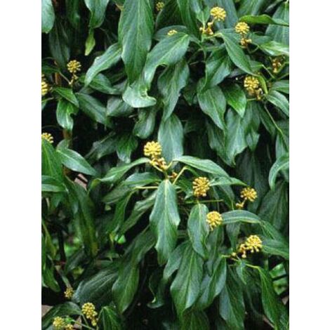 Hedera colchica 'Arborescens' Pot de 2L/3L