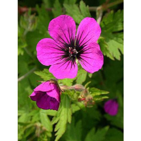Géranium vivace 'Anne Thomson' Godet de 8/9 cm (1/5)