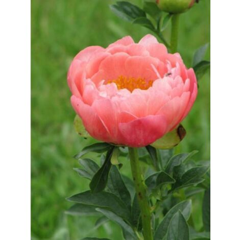 Pivoine de Chine 'Coral sunset' Pot de 3L/4L