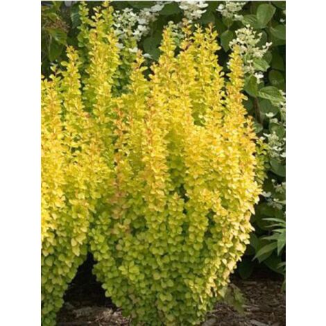 Épine-vinette de Thunberg 'Maria'® Pot de 2L/3L (1/3)