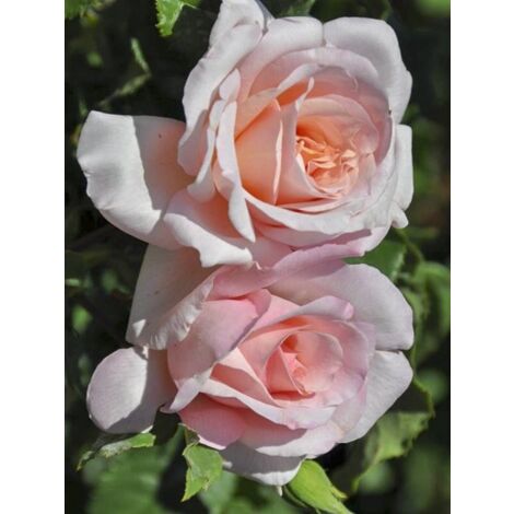 Rosier moderne 'Michele Meilland ' Pot de 4L/5L (1/5)