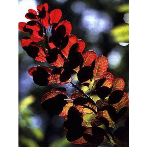 Arbre à perruque 'Royal purple' Pot de 4L/5L (1/5)