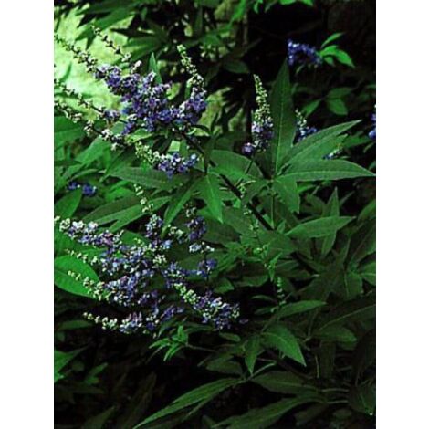 Gattilier, Poivre de moine 'Latifolia' Godet de 8/9 cm (1/5)