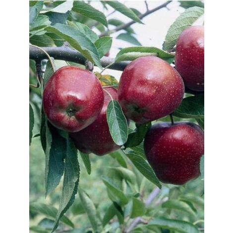 Pommier 'Starking Delicious' Pot de 7,5L/10L, Demi-Tige, Demi-tige