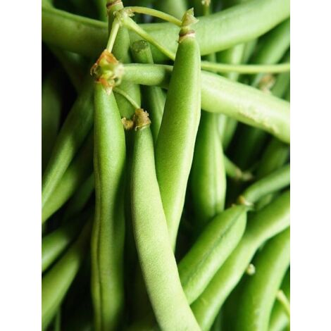 Haricot 'Sansoucy' le sachet de 250 graines (90g) (1/2)