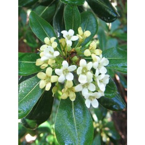 Pittosporum tobira Godet de 8/9 cm