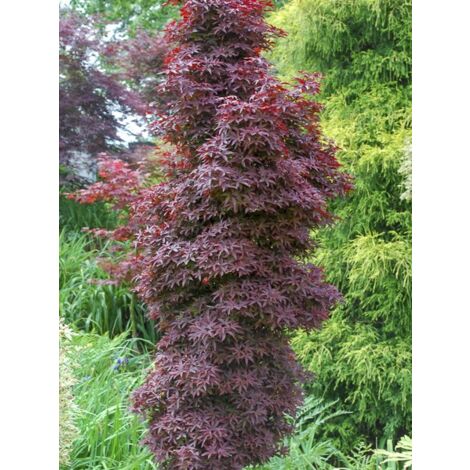 Érable du Japon 'Twombly's Red Sentinel' Coupe 7,5L / 10L (1/5)
